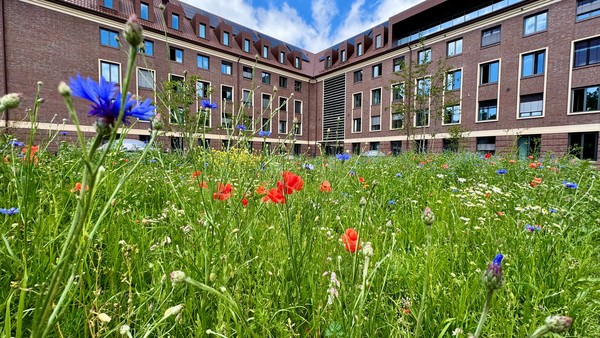 Gebäudefoto mit Blumenwiese
