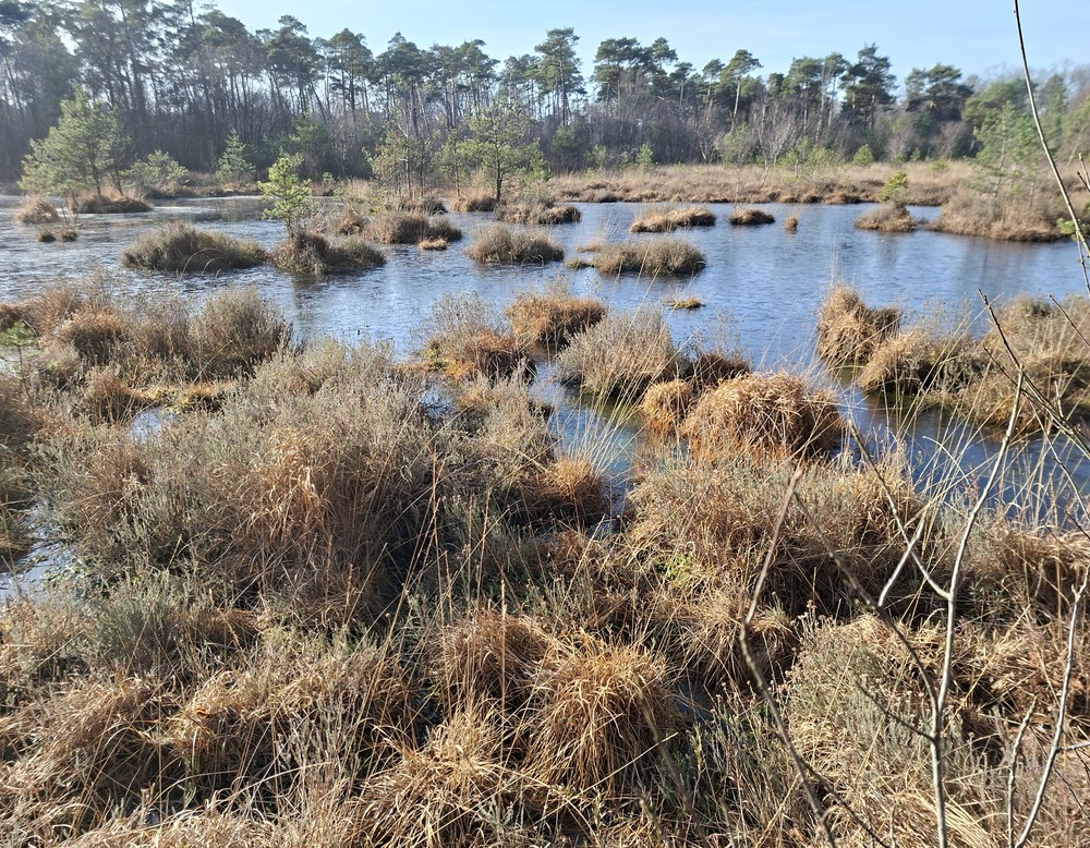 Wiedervernässungsgebiet Lüntener Wald