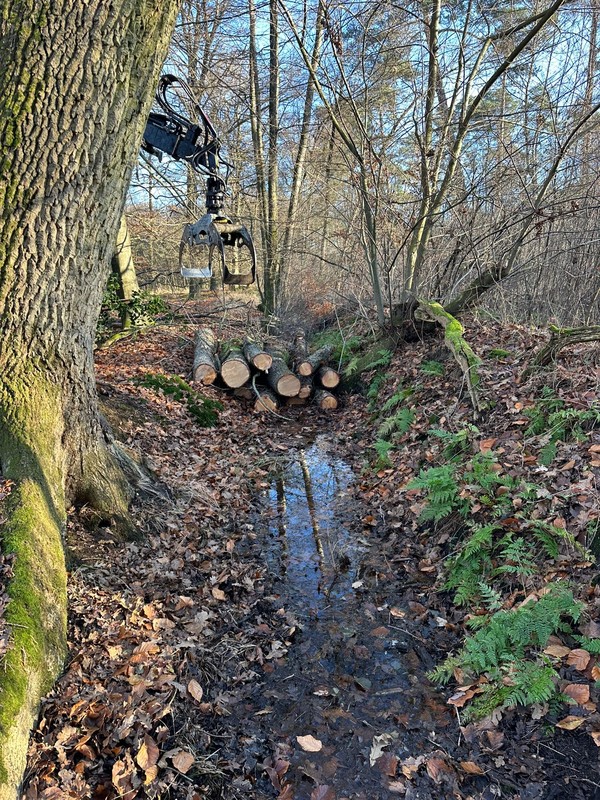 Einbau Baumstämme